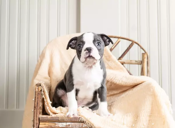 Boston Terrier - AKC YETTI