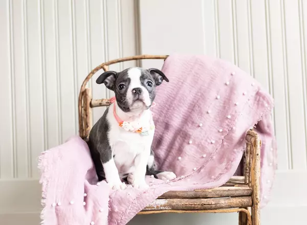 Boston Terrier - AKC Saphire