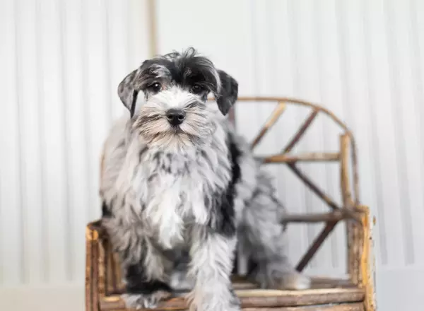 Miniature Schnauzer - Confetti Joel