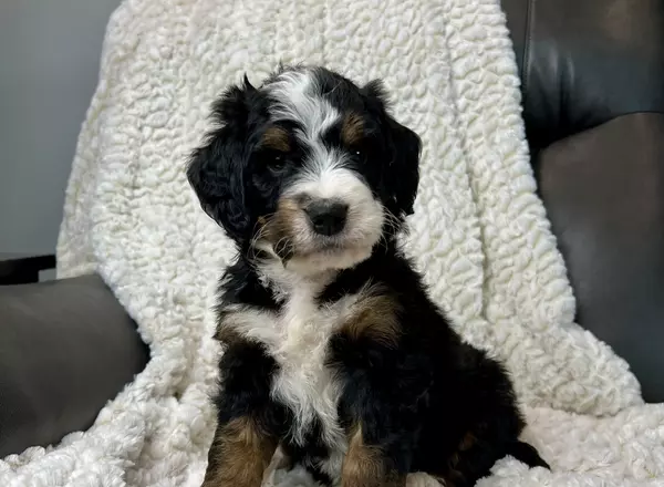 Mini Bernedoodle - Rocky
