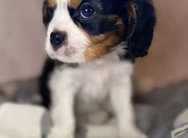 Cavalier King Charles Spaniel - Rocky