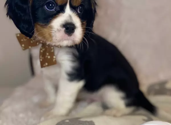 Cavalier King Charles Spaniel - Royal