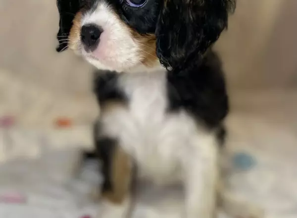 Cavalier King Charles Spaniel - Ravin