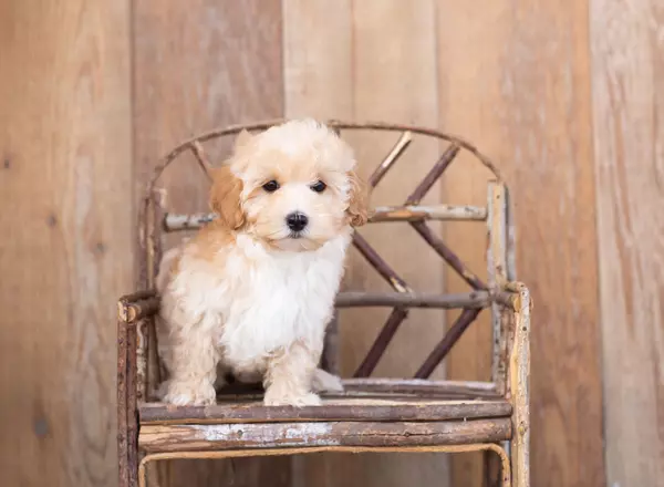 Maltipoo - Midge