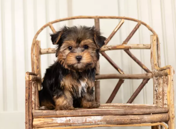 Yorkshire Terrier - Boki