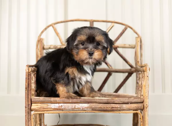 Yorkshire Terrier - Banana