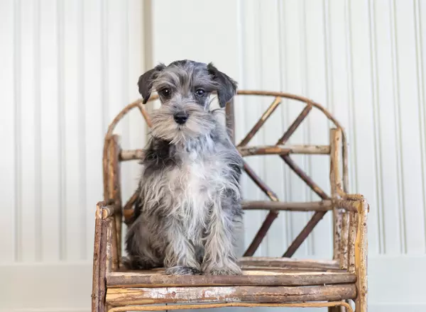 Miniature Schnauzer - Harper