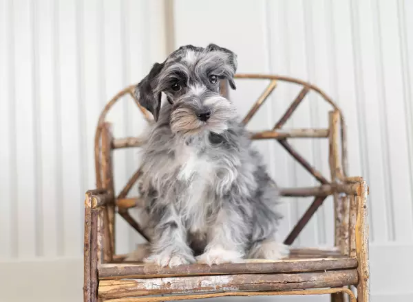 Miniature Schnauzer - Lotti