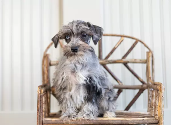 Miniature Schnauzer - Maggie