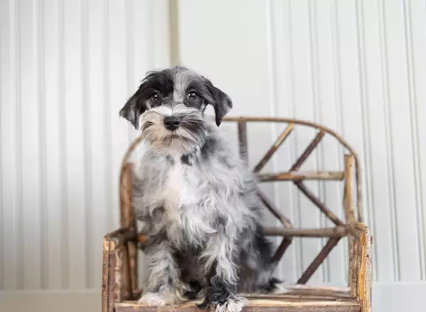 Miniature Schnauzer - Stanton