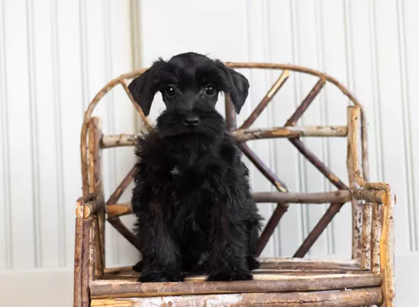 Miniature Schnauzer - Punkin