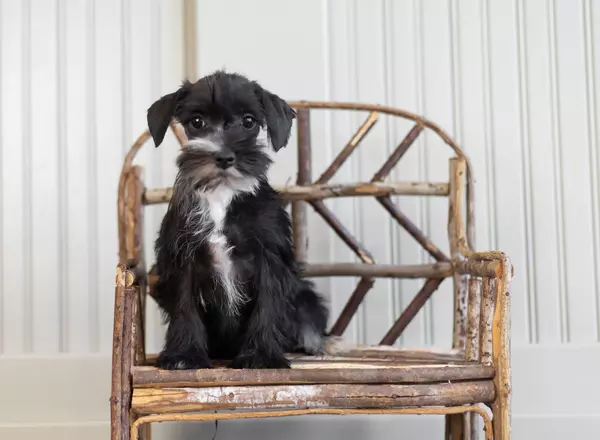 Miniature Schnauzer - Zuzu