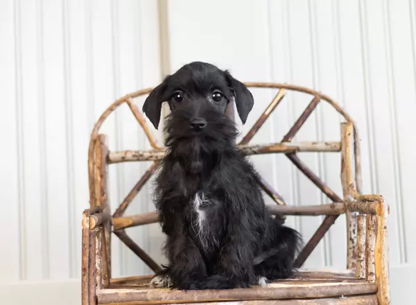 Miniature Schnauzer - Colby