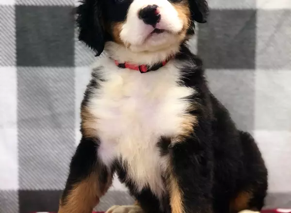 Bernese Mountain Dog - Mickey