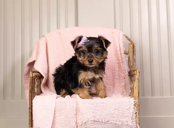 Yorkshire Terrier - Tiny Rissa