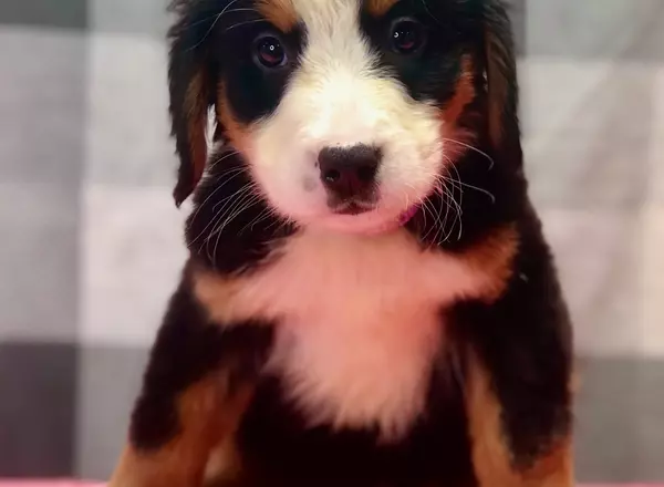 Bernese Mountain Dog - Carley