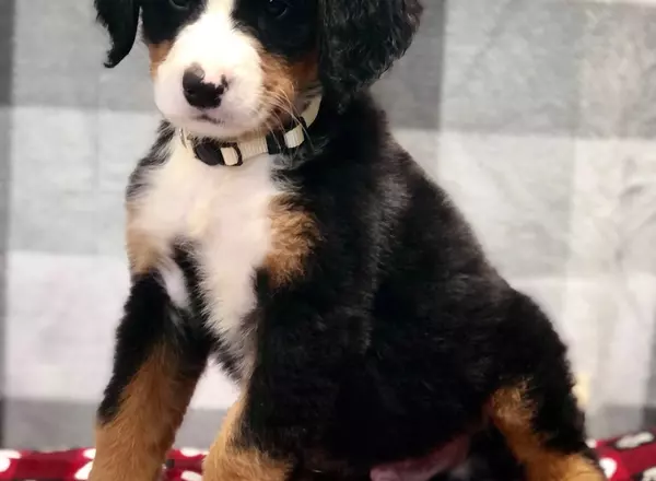 Bernese Mountain Dog - Freckle