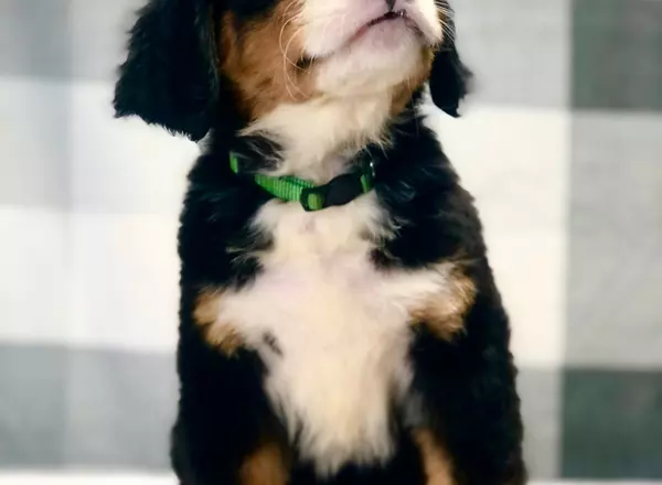 Bernese Mountain Dog - Tucker