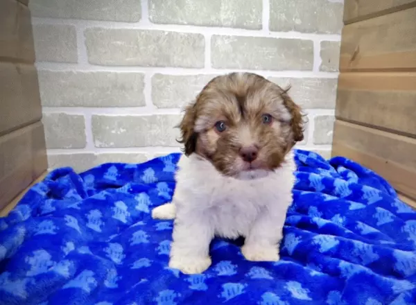 Havanese - WESTON