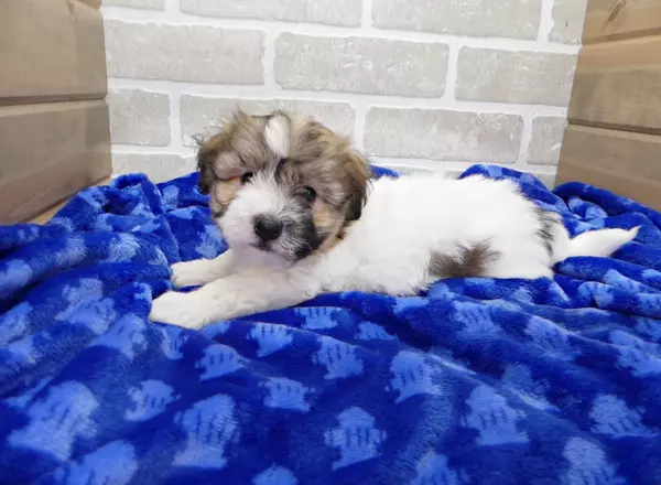 Havanese - WESLEY