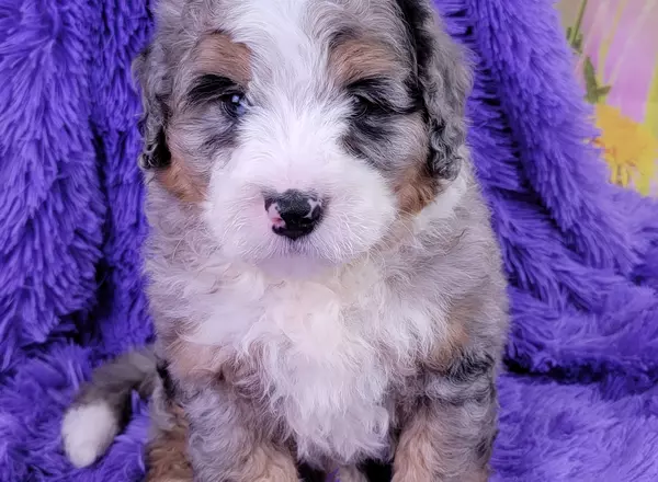Mini Bernedoodle - Leo