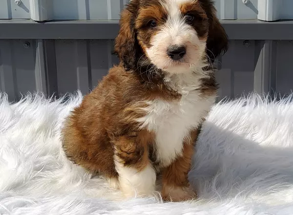 Bernedoodle - Standard - Champ