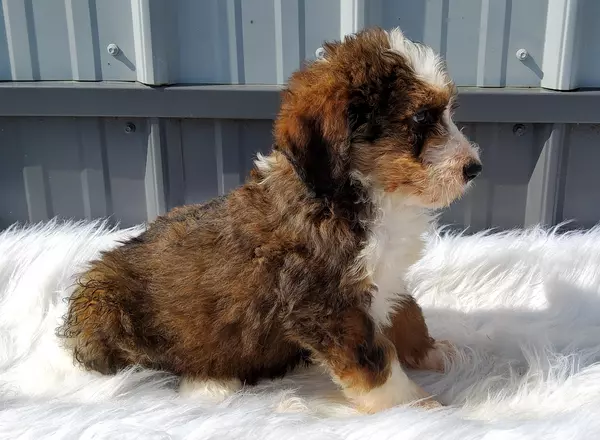 Bernedoodle - Standard - Captain