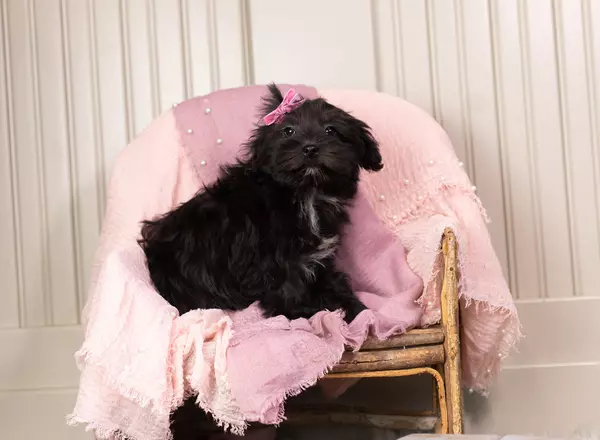 Yorkiepoo - Ebony