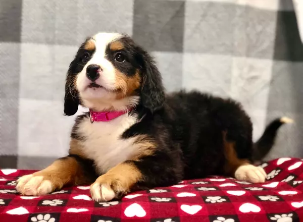 Bernese Mountain Dog - Karmella