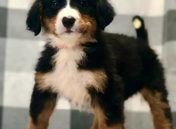 Bernese Mountain Dog - Birdie