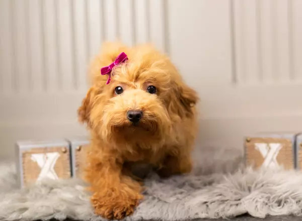 Miniature Poodle - Cassie