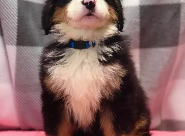 Bernese Mountain Dog - Penelope