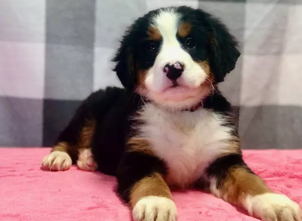 Bernese Mountain Dog - Violet