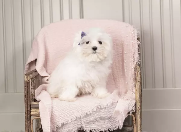 Maltese - Sweetie