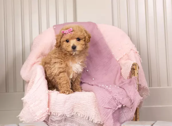 Maltipoo - Aria