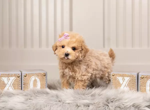 Maltipoo - Trista