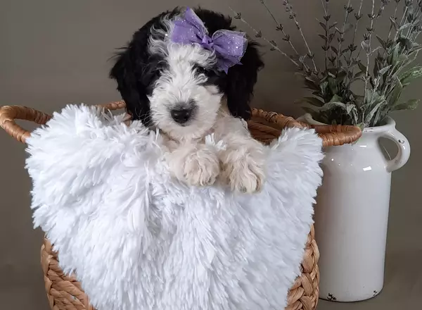 Mini Sheepadoodle - Clementine