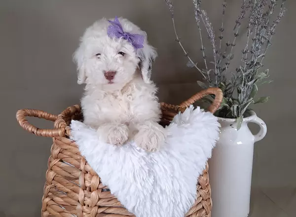 Mini Sheepadoodle - Magnolia