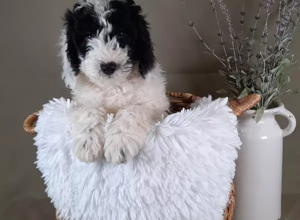 Mini Sheepadoodle - Banks