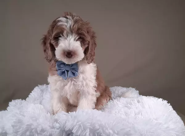 Mini Sheepadoodle - Topper