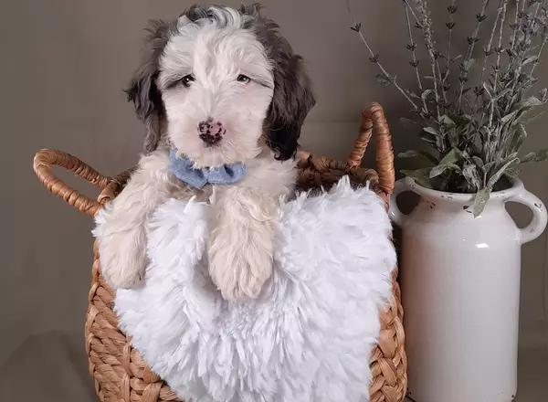 Mini Sheepadoodle - Stormy