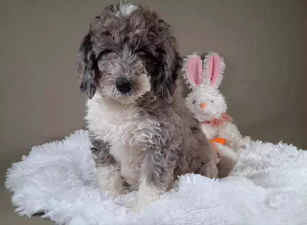 Mini Sheepadoodle - Flicker