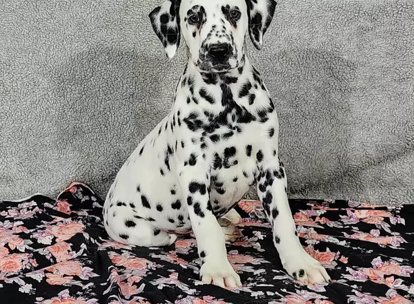 Dalmatian - Ike