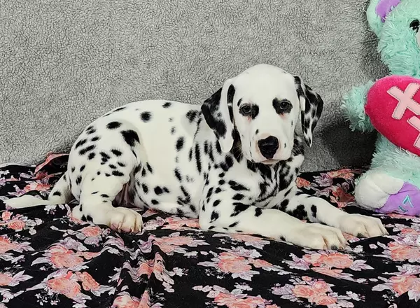 Dalmatian - Hank