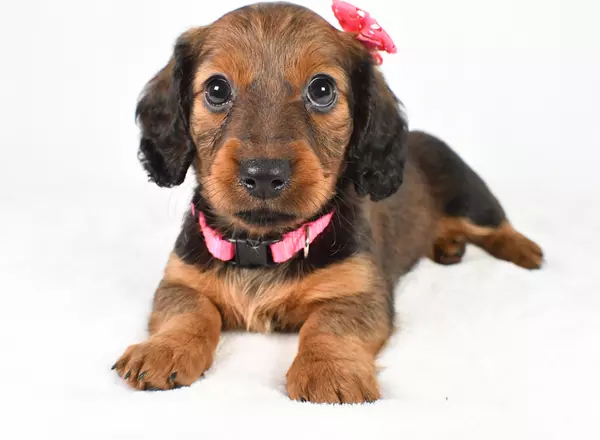 Miniature Dachshund - Rose