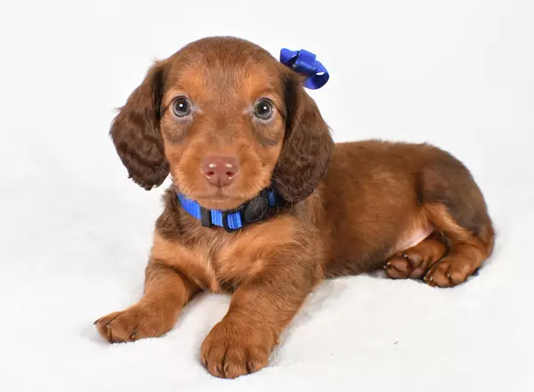 Miniature Dachshund - Randy