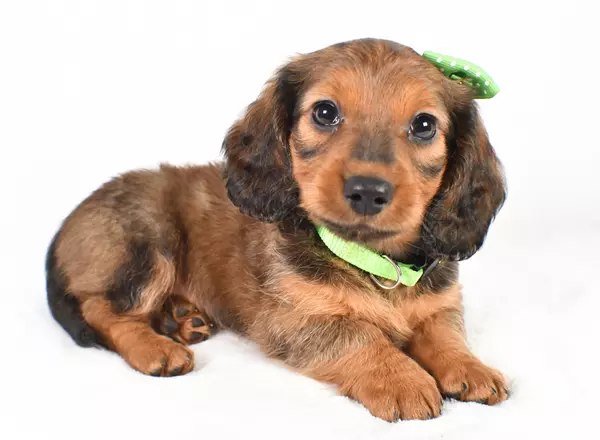 Miniature Dachshund - Rusty