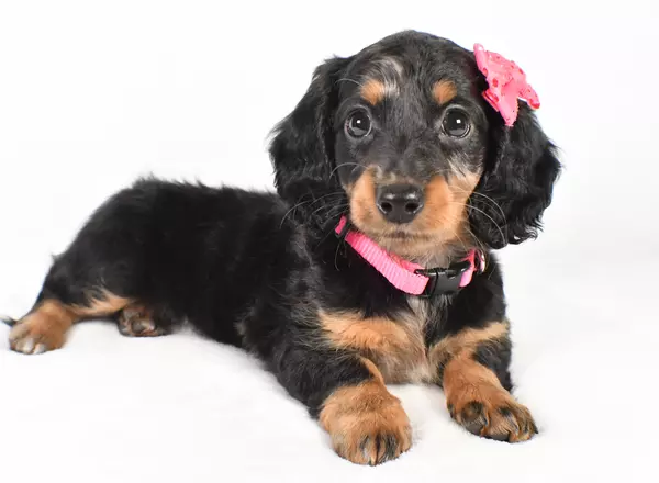 Miniature Dachshund - Raven