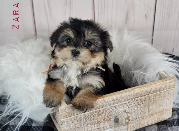 Morkie - ZARA