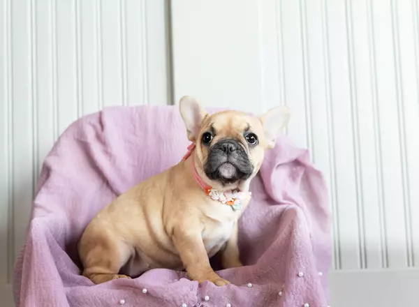 French Bulldog - Helena